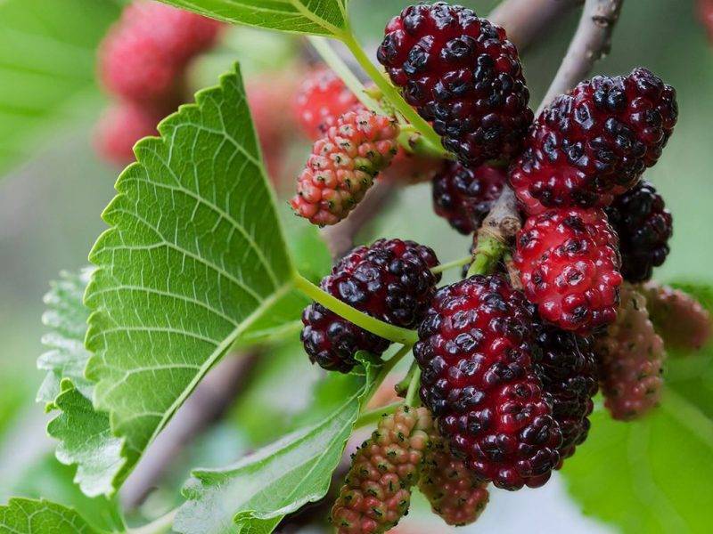Шелковица купить саженцы из питомнике в Шуе