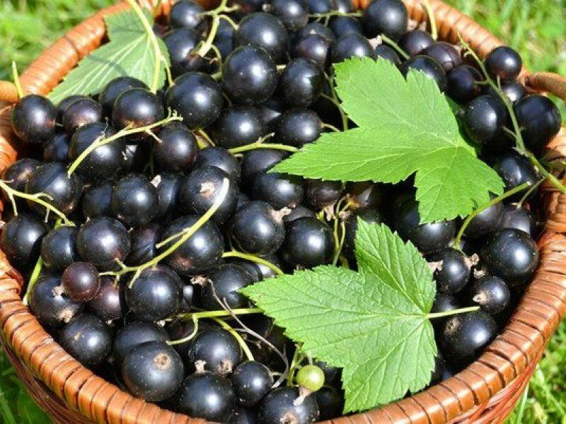 Смородина купить саженцы из питомника в Шуе