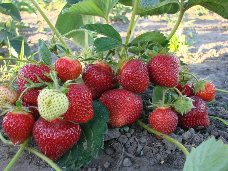 Клубника купить саженцы из питомника в Шуе