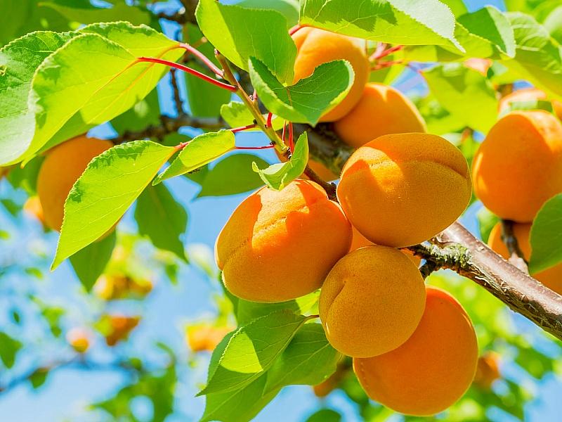 Абрикос купить саженцы из питомнике в Шуе