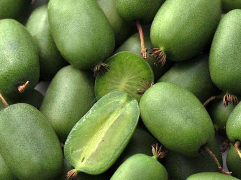 Актинидия купить саженцы из питомнике в Шуе