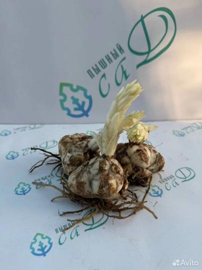 Лилия "ЭКЗОТИК САН" 3 штуки (размер 18/20)