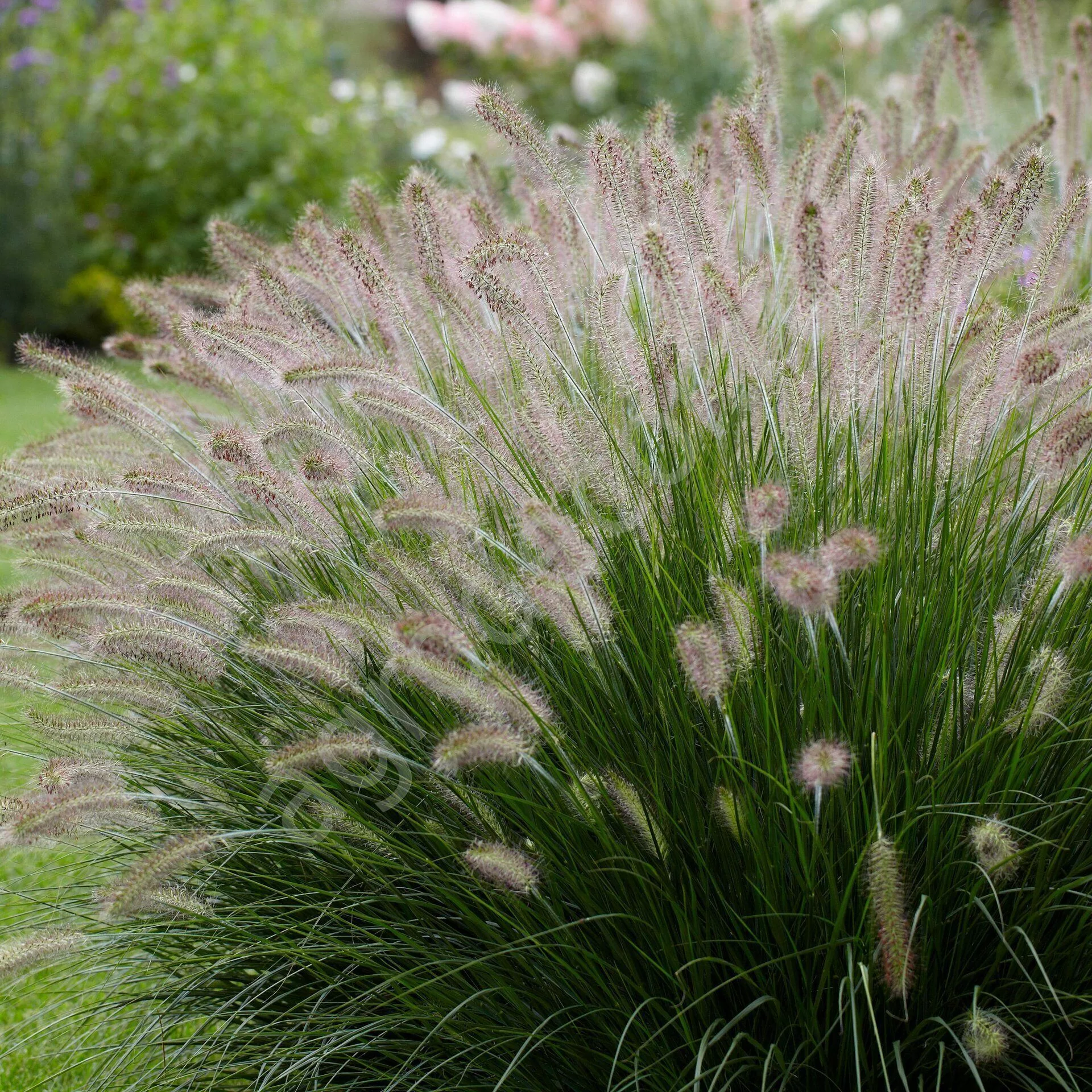 ЛИСОХВОСТ