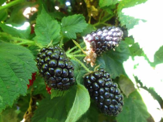 Ежевика "ВАЛДО"