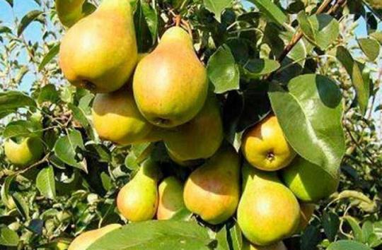 Груша "ЛАДА"